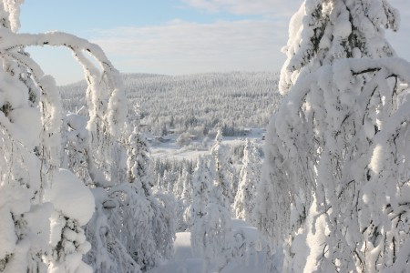 Pikku-Syöte näkyy hienosti tykkylumipuiden välistä